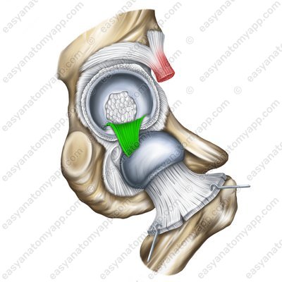 Ligament of the head of the femur (lig.capitis femoris)